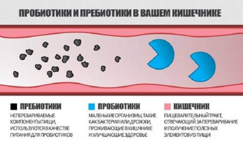 Пребиотики польза и вред. Почему важны пребиотики?