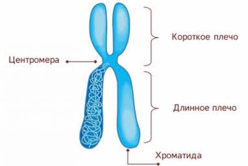 Строение хромосом рисунок