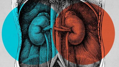 Препараты для лечения почек. Клиническая фармакология отдельных препаратов 02