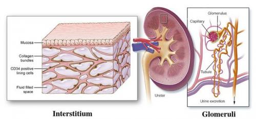 Препараты для лечения почек. Клиническая фармакология отдельных препаратов 06