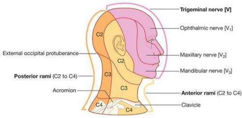 Воспаление тройничного лицевого нерва. Причины невралгии тройничного нерва 01