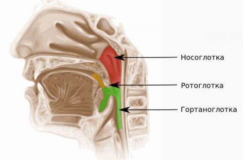 Как быстро справиться с простудой. Чем отличается грипп от простуды? 03 Как быстро справиться с простудой. Чем отличается грипп от простуды? 03