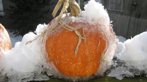 Можно ли заморозить пп выпечку из тыквы для дальнейшего употребления. Можно ли заморозить тыкву, сохранив максимум полезных свойств: изучим все возможные варианты и выберем лучший