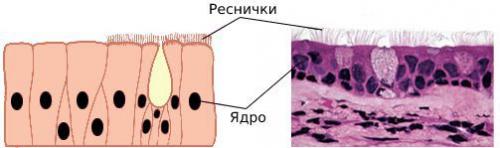 Зарастает ли пирсинг пупка. Все о пирсинге: что делать, если прокол не зарастает? 04