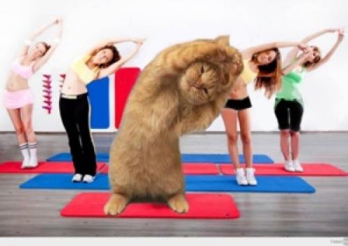 Как правильно делать зарядку по утрам. Статья № 19: Польза ежедневной зарядки по утрам 01