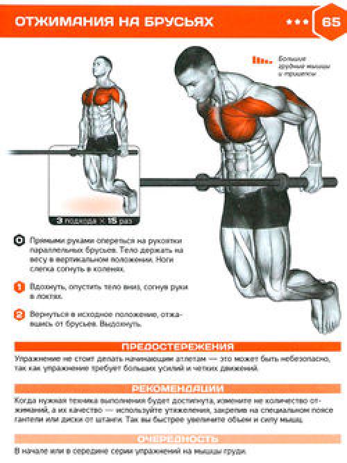 Какие мышцы работают при отжимании на брусьях. Какие мышцы нагружаем? 09