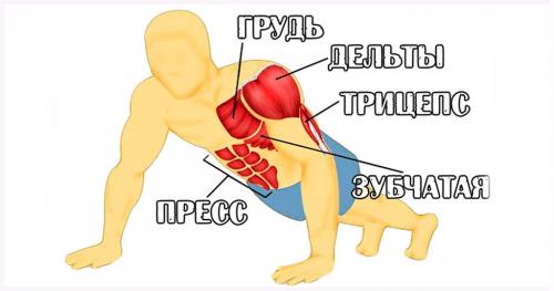Какие мышцы работают при отжимании от пола. Как правильно отжиматься от пола