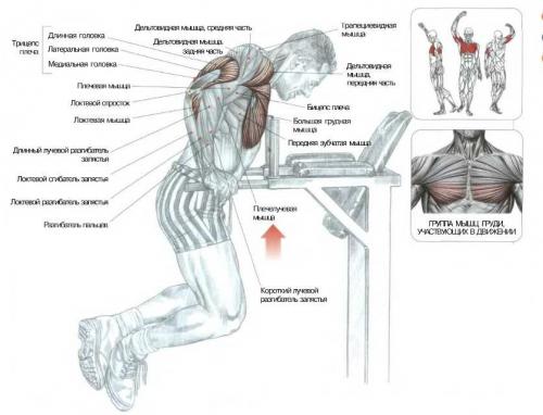 Какие мышцы работают при отжимании на брусьях. Какие мышцы нагружаем?