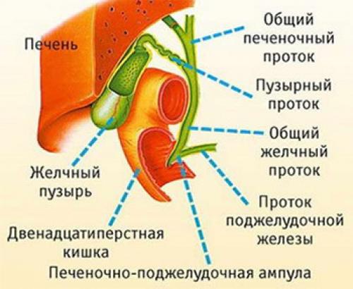 Заболевания желчных и печеночных протоков. Определение болезни. Причины заболевания 02