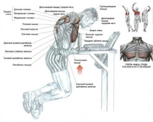 Отжимания на брусьях сколько раз. Нормативы по отжиманию на брусьях