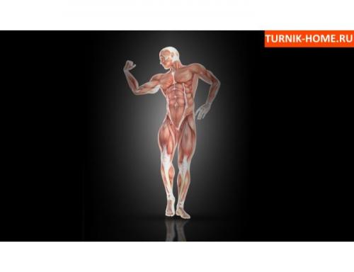 Эффект от брусьев. Какие мышцы качаются при занятиях на брусьях