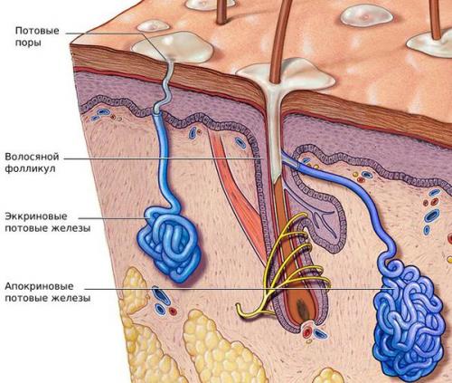 Как избавиться от потливости ног. Лучшие советы, как снизить потливость ног 01