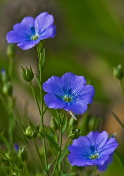 Семена льна: вред для женщин. Семена льна: состав и калорийность продукта