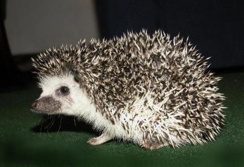 Как избавиться от тараканов в домашних условиях 06