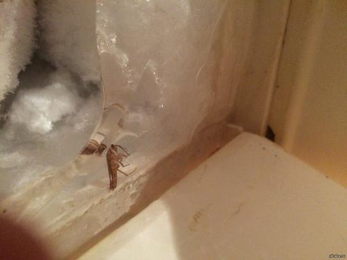 Как избавиться от тараканов в домашних условиях 03