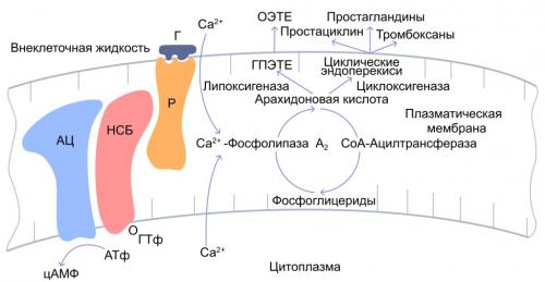 Омега-3 и омега-6: полезные свойства и их влияние на здоровье 01
