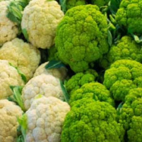 Пюре из цветной капусты. Рецепты пюре из цветной капусты 19 Пюре из цветной капусты. Рецепты пюре из цветной капусты 19