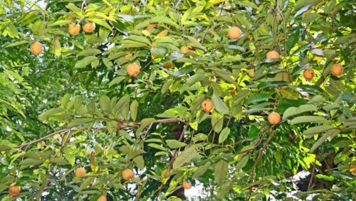 Мускатный орех применение в медицине. Мускатный орех: 15 целебных свойств ореха для здоровья человека по мнению врачей +, что это такое, как применять и куда добавлять