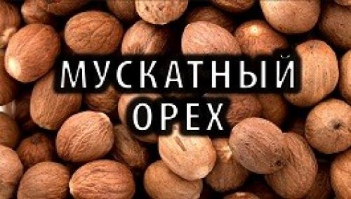 Мускатный орех описание и полезные свойства. Как мускатный орех помогает справляться с депрессией? 01 Мускатный орех описание и полезные свойства. Как мускатный орех помогает справляться с депрессией? 01