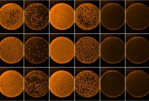 Самые опасные Бактерии. Тяжелый случай