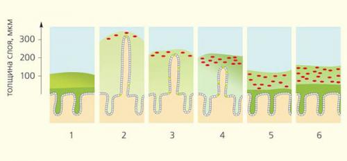 Опасные и полезные Бактерии. Микробиота человека – новый взгляд на микрофлору 02