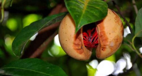 Мускатный орех для мужчин, как принимать. Мускатный орех: полезные свойства и противопоказания для мужчин и женщин