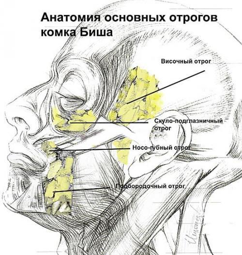 Тонкая кожа под глазами. Давайте взглянем на анатомическое строение области глаз. 11