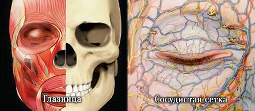 Тонкая кожа под глазами. Давайте взглянем на анатомическое строение области глаз.