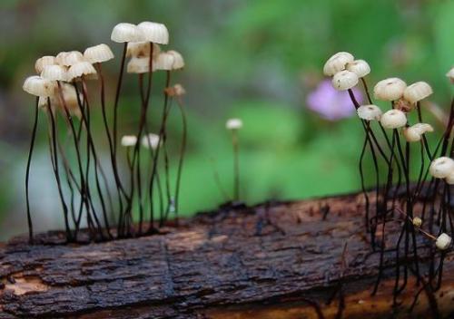 Какие особенности есть в приготовлении зимних опят в промышленных условиях. Опенок зимний – фото и описание.