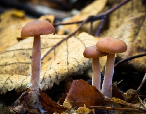 Какие особенности есть в приготовлении зимних опят в промышленных условиях. Опенок зимний – фото и описание.