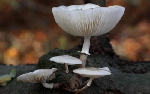 Какие особенности есть в приготовлении зимних опят в промышленных условиях. Опенок зимний – фото и описание.