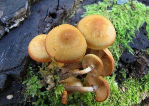 Какие особенности есть в приготовлении зимних опят в промышленных условиях. Опенок зимний – фото и описание.