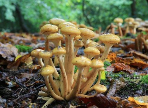 Какие особенности есть в приготовлении зимних опят в промышленных условиях. Опенок зимний – фото и описание.