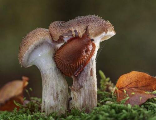 Какие особенности есть в приготовлении зимних опят в промышленных условиях. Опенок зимний – фото и описание.