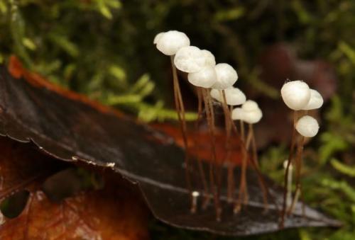 Какие особенности есть в приготовлении зимних опят в промышленных условиях. Опенок зимний – фото и описание.