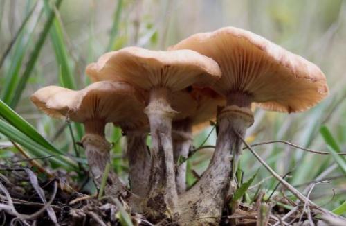 Какие особенности есть в приготовлении зимних опят в промышленных условиях. Опенок зимний – фото и описание.