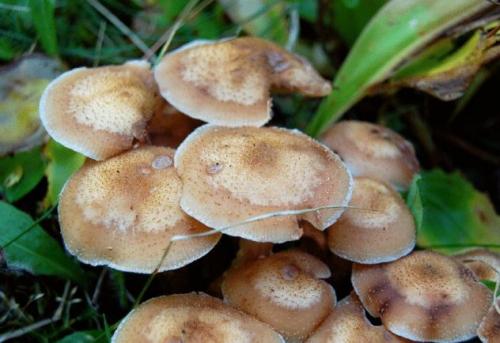 Какие особенности есть в приготовлении зимних опят в промышленных условиях. Опенок зимний – фото и описание.