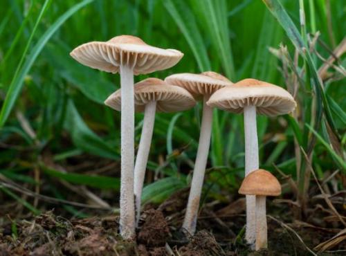 Какие особенности есть в приготовлении зимних опят в промышленных условиях. Опенок зимний – фото и описание.