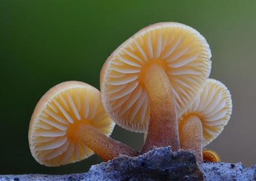 Какие особенности есть в приготовлении зимних опят в промышленных условиях. Опенок зимний – фото и описание.