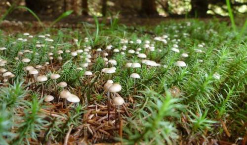 Какие особенности есть в приготовлении зимних опят в промышленных условиях. Опенок зимний – фото и описание.