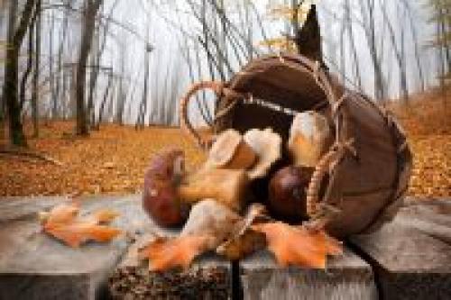 Сыроежки рецепты приготовления. Недооцененный гриб. 5 необычных блюд из сыроежек