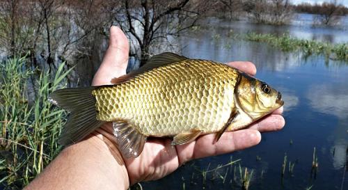 Какие вещества в рыбе карася способствуют укреплению иммунной системы. Карась – самый распространенный вид рыбы