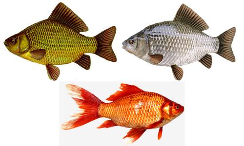 Какие вещества в рыбе карася способствуют укреплению иммунной системы. Карась – самый распространенный вид рыбы