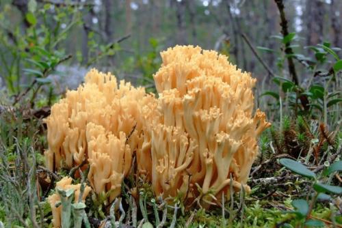 Как мариновать грибы оленьи рожки. Как мариновать оленьи рожки на зиму