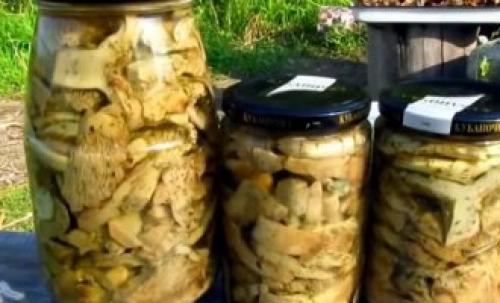Как мариновать грибы оленьи рожки. Как мариновать оленьи рожки на зиму
