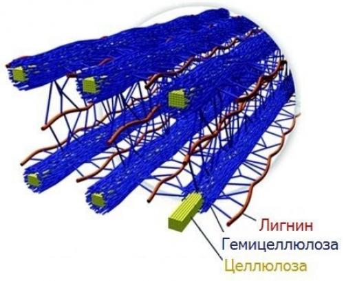 Польза и вред растительной клетчатки. Польза клетчатки 01