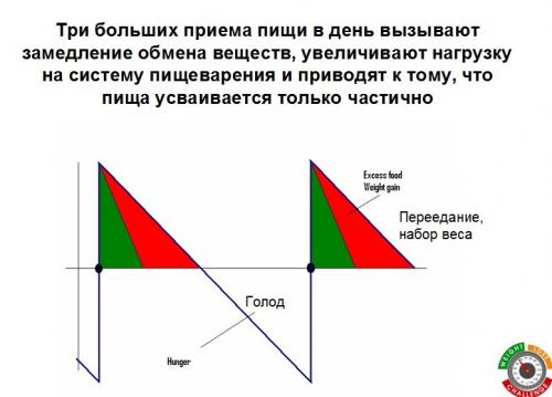 Как гербалайфе влияет на метаболизм и процессы сжигания жира. Школа питания