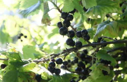 Сбросить лишние килограммы с помощью мочегонного средства 01