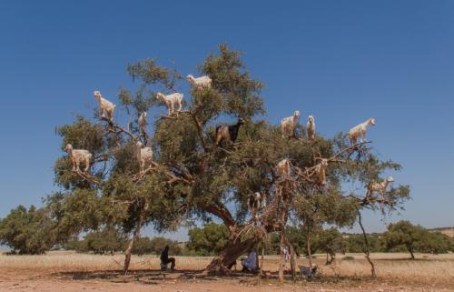 Чем полезно аргановое масло для волос. Аргановое масло для волос: полезные свойства и способы применения