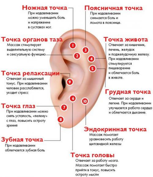 Мочка уха где находится точки. Массаж уха — биоактивные точки, проекция внутренних органов на ухе